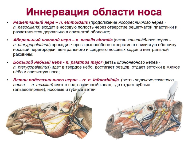 Иннервация области носа Решетчатый нерв – n. ethmoidalis (продолжение носоресничного нерва - n. nasociliaris) Иннервация области носа Решетчатый нерв – n. ethmoidalis (продолжение носоресничного нерва - n. nasociliaris)
